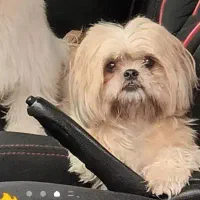 سگ شیتزو سوپر فلت کشش