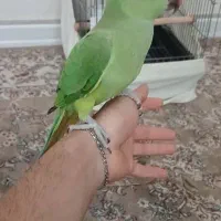 طوطی ملنگو نر ۳ماهه|پرنده|تهران, چهارصد دستگاه|دیوار