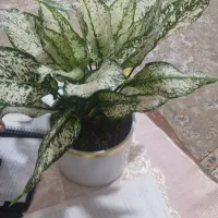 گل طبیعی