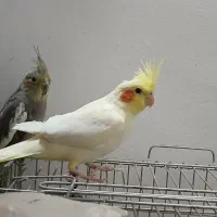 عروس هلندی خونگی یک ساله|پرنده|کوچصفهان, |دیوار