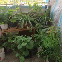 گل باگلدان
