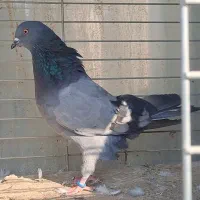 کبوتر گرفتنی شکار