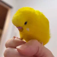 مرغ عشق چلوندنی(فول دستی )ناز