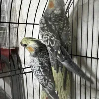 عروس هلندی نر و ماده