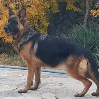 سگ ژرمن ، پیت بول ، باکسر|سگ|اصفهان, طامه|دیوار