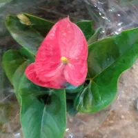 انواع گیاهان گل دار فصلی و چهارفصل|گل و گیاه طبیعی|رشت, حمیدیان|دیوار