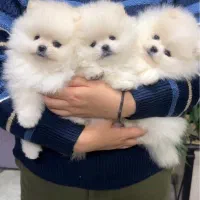 پرورش سگ پامر خرسی.پامرانین عروسکی بدون واسطه دلال|سگ|شیراز, فرهنگ شهر|دیوار