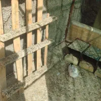 پرنده