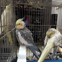 نر سینامون اماده