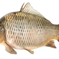 خوراک ماهی
