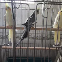 عروس هلندی کیفیت درجه ۱