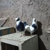 کبوتر سیاتی