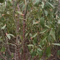 نهالستان اکبری