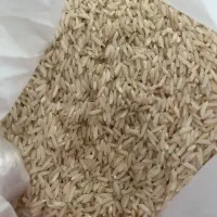 برنج گیلان