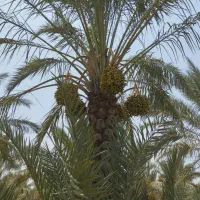 فروش دمیت کبکاب