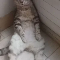 گربه|گربه|گنبد کاووس, |دیوار