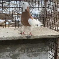 طوقی زرد خالسیاه و زیره ای|پرنده|همدان, |دیوار