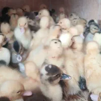 جوجه اردک 7 روزه اصلاح نژادی سالم