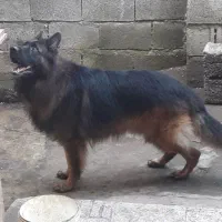 ژرمن شولاین موبلند|سگ|لاهیجان, لیل|دیوار