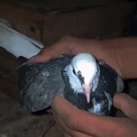 کفتر|پرنده|سنگدوین, |دیوار