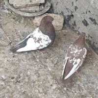 فروش جفت سینه سرخ با سینه تافتی|پرنده|شیراز, حومه شیراز|دیوار