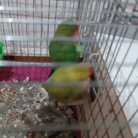 ۳عد طوطی برزیلی شیطون با قفس و لوازم|پرنده|قدس, شهر‌قدس|دیوار