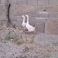 دو عدد غاز|حیوانات مزرعه|قرچک, زیبا شهر|دیوار