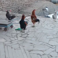 مرغ محلی و خروس لاری|حیوانات مزرعه|چگنی, |دیوار