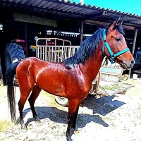 اسب میکروچیپ توافقی