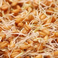 جوان گندم برای سمنو