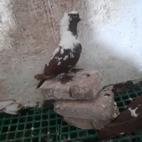 قرمزی|پرنده|اردبیل, |دیوار