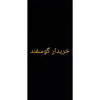 میش و بره گوسفند|حیوانات مزرعه|سیرجان, |دیوار
