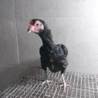 مرغ کوشامو مشکی