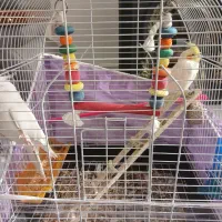 عروس هلندی|پرنده|چناران, |دیوار