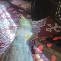 گمشده|حیوانات|بیرجند, |دیوار