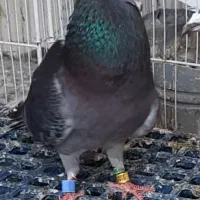 نر جان آردن چشم سیلور