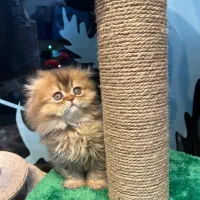 گربه خانگی|گربه|کرج, عظیمیه|دیوار