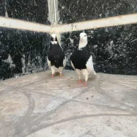 طوق سیاه سه بر قفل چارتاش3500
