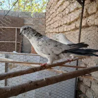 شیش عدد حیون نامبروان|پرنده|شازند, |دیوار