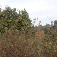 فروش زمین شهرستان نیر بولاغلار