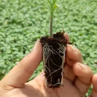 نشا گوجه‌فرنگی بدرو اصل تایلندی