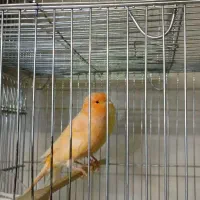 قناری نر و بنگالی و پرنده|پرنده|اصفهان, شهرک کاوه|دیوار