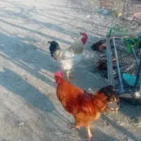 خروس ۱۱ ماهه سروآباد