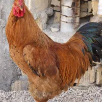 فروش سه عدد خروس محلی درجه 1