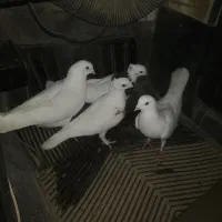 کبوتر فروشی|پرنده|زاینده رود, |دیوار