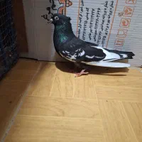 فروش 3 تا کبوتر باهم سالم و سرحال