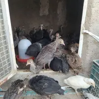 فروش بوقلمون برنز سینه پهن 45روزه