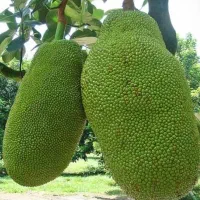 فندق ماکادمیا پالم نشا آووکادو موز اواکادو