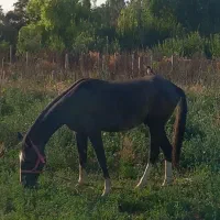اسب