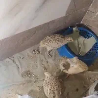 بلدرچین محلی کوهی